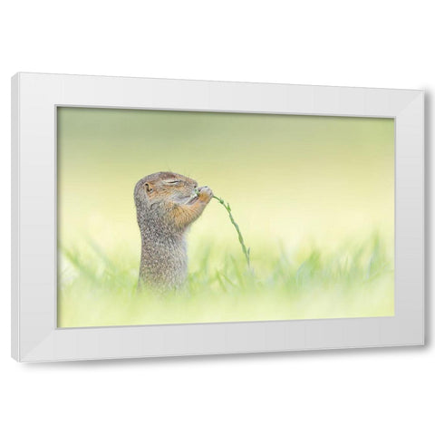 Nosing White Modern Wood Framed Art Print by Spranz, Henrik