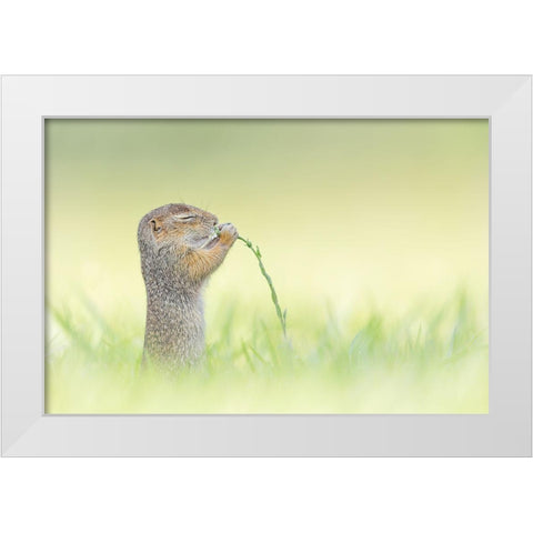 Nosing White Modern Wood Framed Art Print by Spranz, Henrik