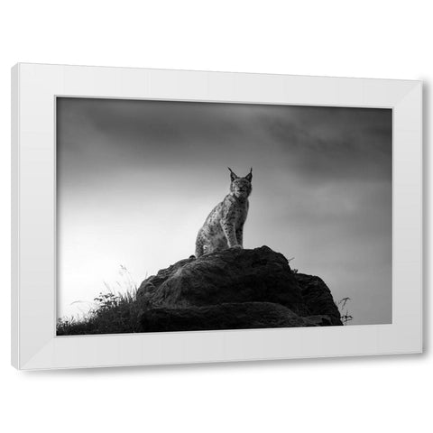 Lynx Drama. White Modern Wood Framed Art Print by Saavedra Ruiz, Sergio