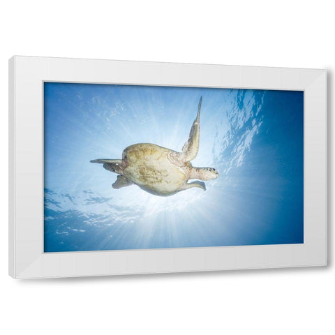 Sea Turtle - Green Turtle White Modern Wood Framed Art Print by Gabriel, Barathieu