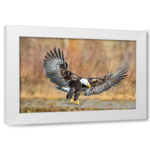 Eagle Flight White Modern Wood Framed Art Print by Centioli, Mike