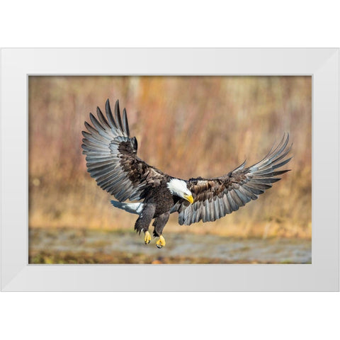 Eagle Flight White Modern Wood Framed Art Print by Centioli, Mike