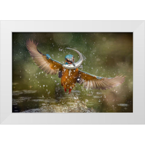Kingfisher White Modern Wood Framed Art Print by Ghizzi Panizza, Alberto