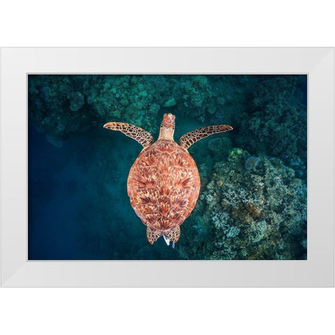 Flying Over The Reef White Modern Wood Framed Art Print by Gabriel, Barathieu