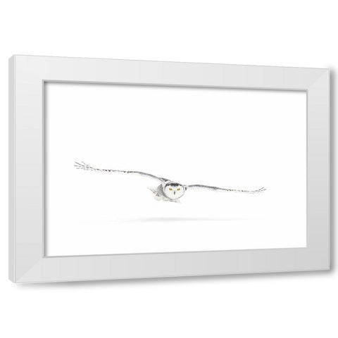 Snowy Owl On The Hunt White Modern Wood Framed Art Print by Cumming, Jim