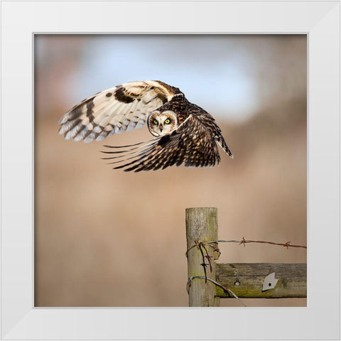 I See You! White Modern Wood Framed Art Print by Wong, Fion