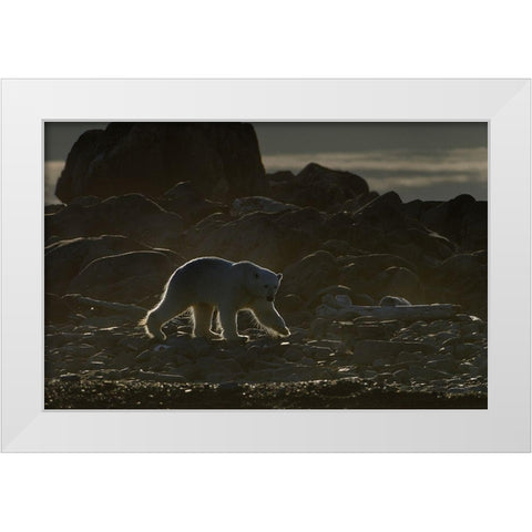 Golden Bear White Modern Wood Framed Art Print by Pelissier, Marc