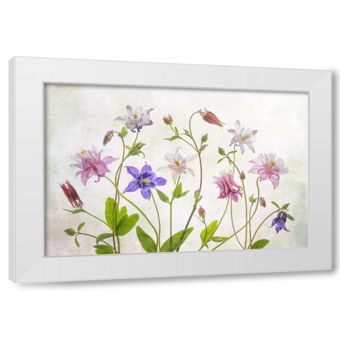 Columbine White Modern Wood Framed Art Print by Disher, Mandy