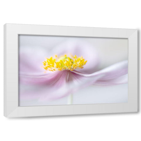 Anemone White Modern Wood Framed Art Print by Disher, Mandy