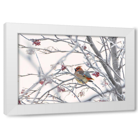 Waxwing White Modern Wood Framed Art Print by Selezenev, Konstantin