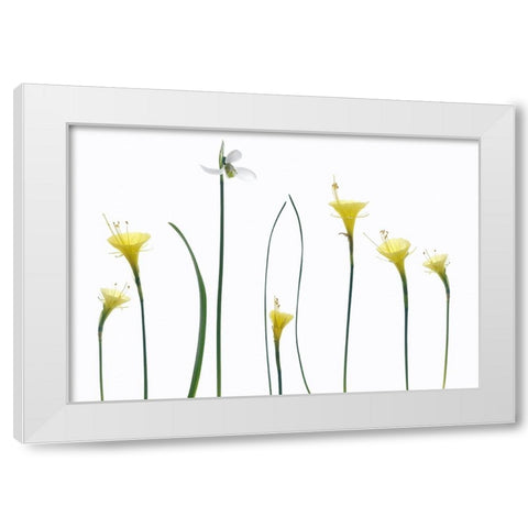 Spring Flowers White Modern Wood Framed Art Print by Gronkjar, Lotte
