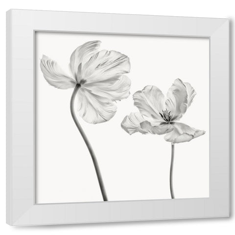Same Tulip : Front- And Backview White Modern Wood Framed Art Print by Gronkjar, Lotte