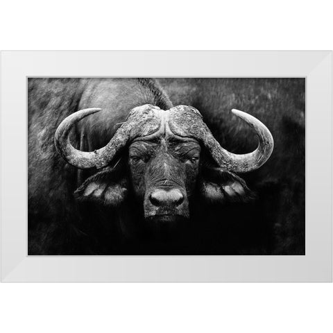 The Stare White Modern Wood Framed Art Print by Wildphotoart