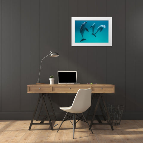 Bottlenose Dolphins White Modern Wood Framed Art Print by Gabriel, Barathieu