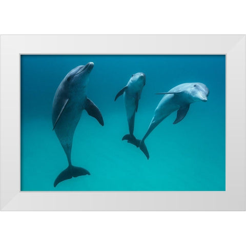 Bottlenose Dolphins White Modern Wood Framed Art Print by Gabriel, Barathieu