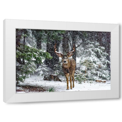 Snow Storm And The Buck Deer White Modern Wood Framed Art Print by Reames, Teri