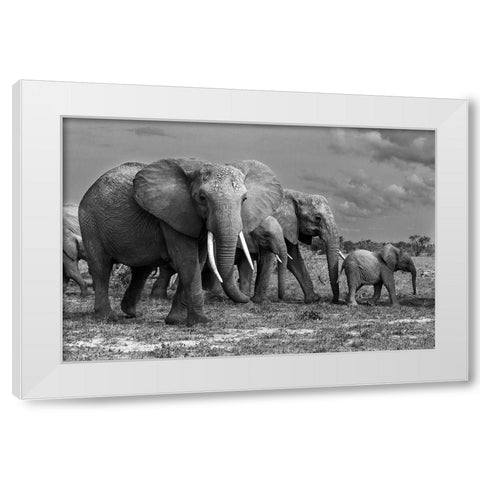 Elephants Family White Modern Wood Framed Art Print by Mei, Massimo