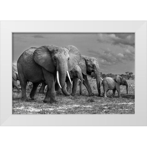Elephants Family White Modern Wood Framed Art Print by Mei, Massimo