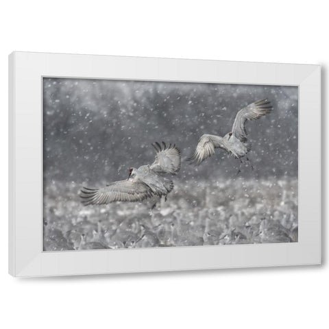 Step Aside! White Modern Wood Framed Art Print by Wang, Kevin