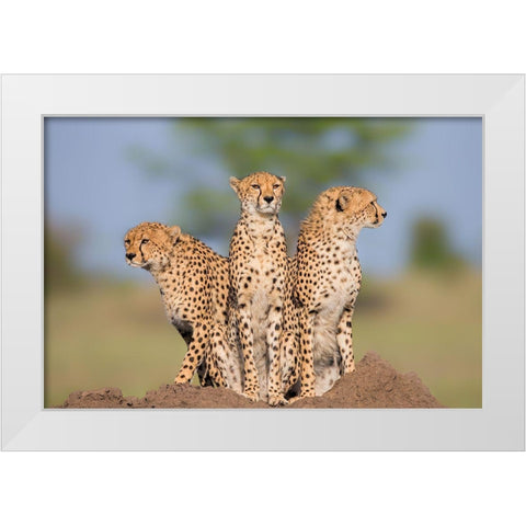 Cheetah Malaika And Her Two Boys White Modern Wood Framed Art Print by Zuo, Jun