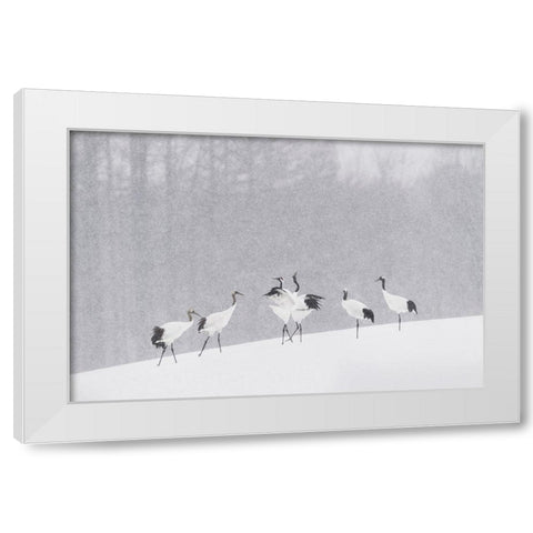 Japanese Cranes White Modern Wood Framed Art Print by Marchegiani, Roberto