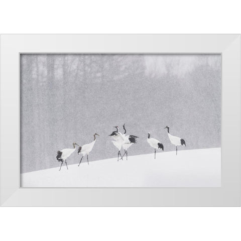 Japanese Cranes White Modern Wood Framed Art Print by Marchegiani, Roberto