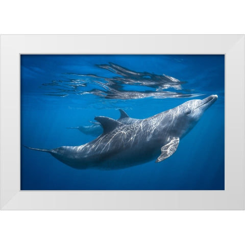 Dolphin At The Surface White Modern Wood Framed Art Print by Gabriel, Barathieu