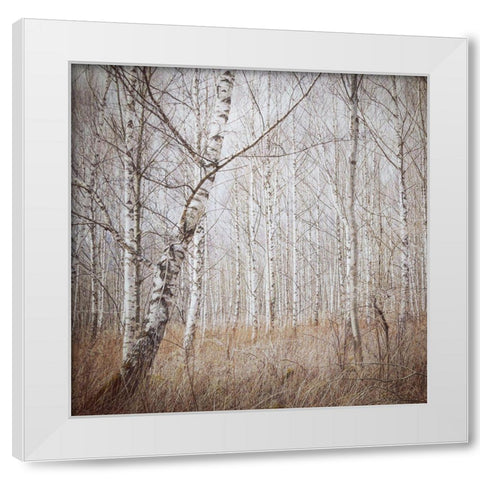 Birch Forest White Modern Wood Framed Art Print by Wasinger, Renate
