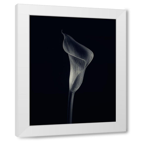 Calla Lily White Modern Wood Framed Art Print by Gronkjar, Lotte