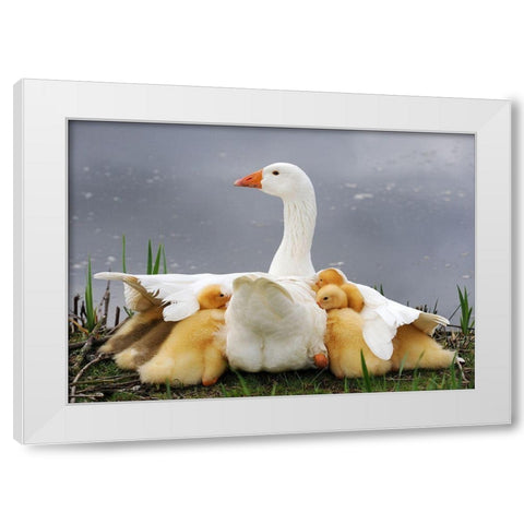 Mums Protection White Modern Wood Framed Art Print by Limberg, Huib
