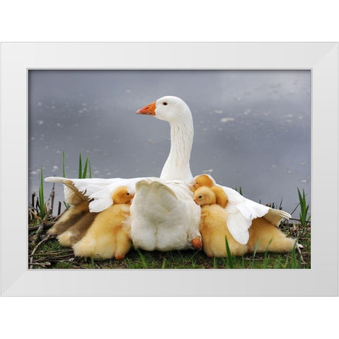 Mums Protection White Modern Wood Framed Art Print by Limberg, Huib