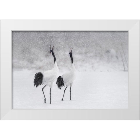 Japanes Cranes White Modern Wood Framed Art Print by Marchegiani, Roberto