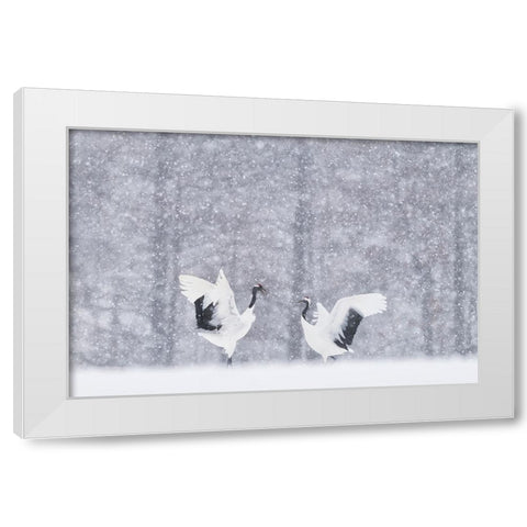 Japanese Cranes White Modern Wood Framed Art Print by Marchegiani, Roberto