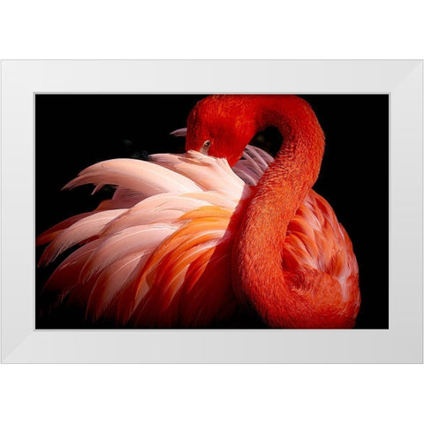 Flamingo White Modern Wood Framed Art Print by Nishikura, Makoto