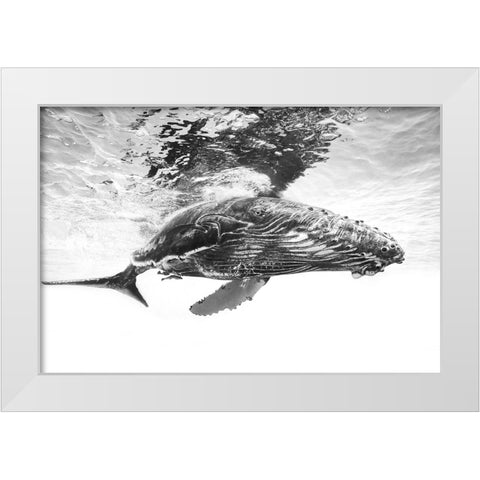 Humpback whale calf White Modern Wood Framed Art Print by Gabriel, Barathieu