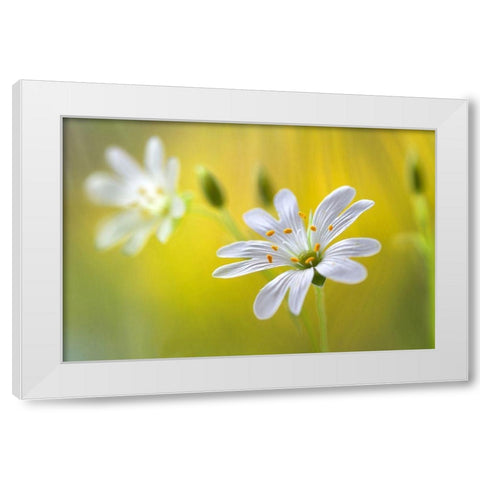 Stitchwort White Modern Wood Framed Art Print by Disher, Mandy