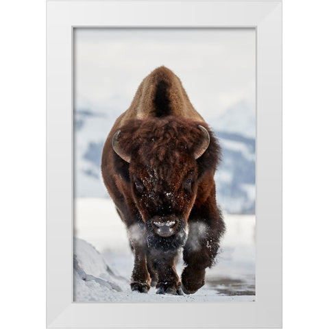 Bison Incoming White Modern Wood Framed Art Print by Hudson, Peter