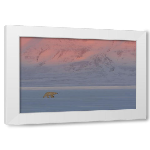 Polar Bear White Modern Wood Framed Art Print by Marchegiani, Roberto