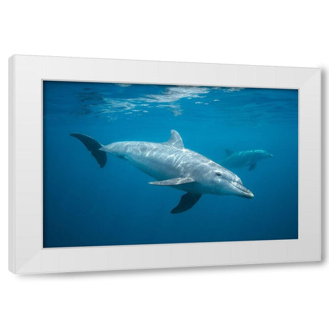 Curious Dolphin White Modern Wood Framed Art Print by Gabriel, Barathieu