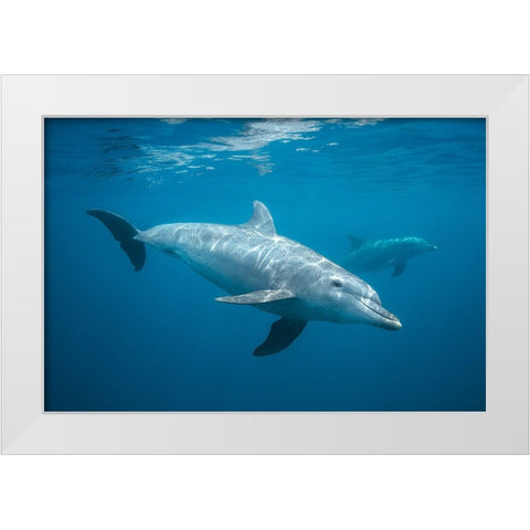 Curious Dolphin White Modern Wood Framed Art Print by Gabriel, Barathieu