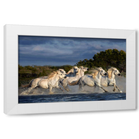 Horses Running Through The Marsh White Modern Wood Framed Art Print by Ortega, Xavier