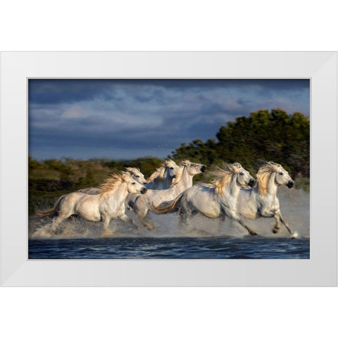 Horses Running Through The Marsh White Modern Wood Framed Art Print by Ortega, Xavier