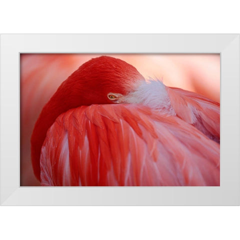 Red White Modern Wood Framed Art Print by Wenner-Braun, Antje
