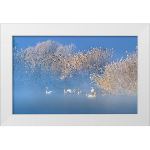 Blue Swan Lake White Modern Wood Framed Art Print by Zhu, Hua