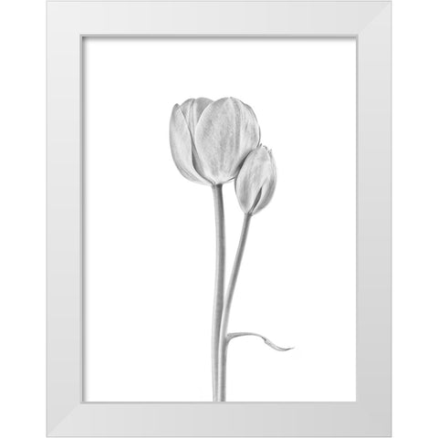 Connected White Modern Wood Framed Art Print by Gronkjar, Lotte