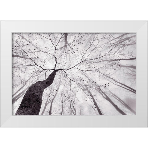 A View Of The Tree Crown White Modern Wood Framed Art Print by Pavlasek, Tom