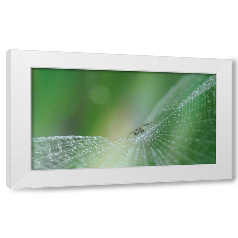 On Pearls Of Diamonds... White Modern Wood Framed Art Print by Dufour, Thierry