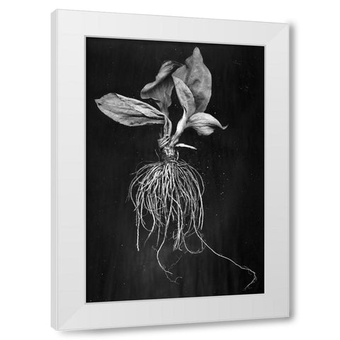 Plantain White Modern Wood Framed Art Print by Barkow, Brig