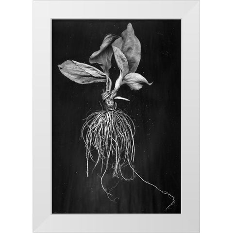Plantain White Modern Wood Framed Art Print by Barkow, Brig