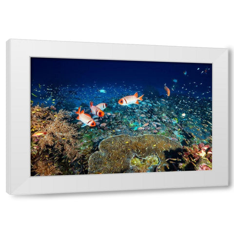 Reef Life White Modern Wood Framed Art Print by Gabriel, Barathieu